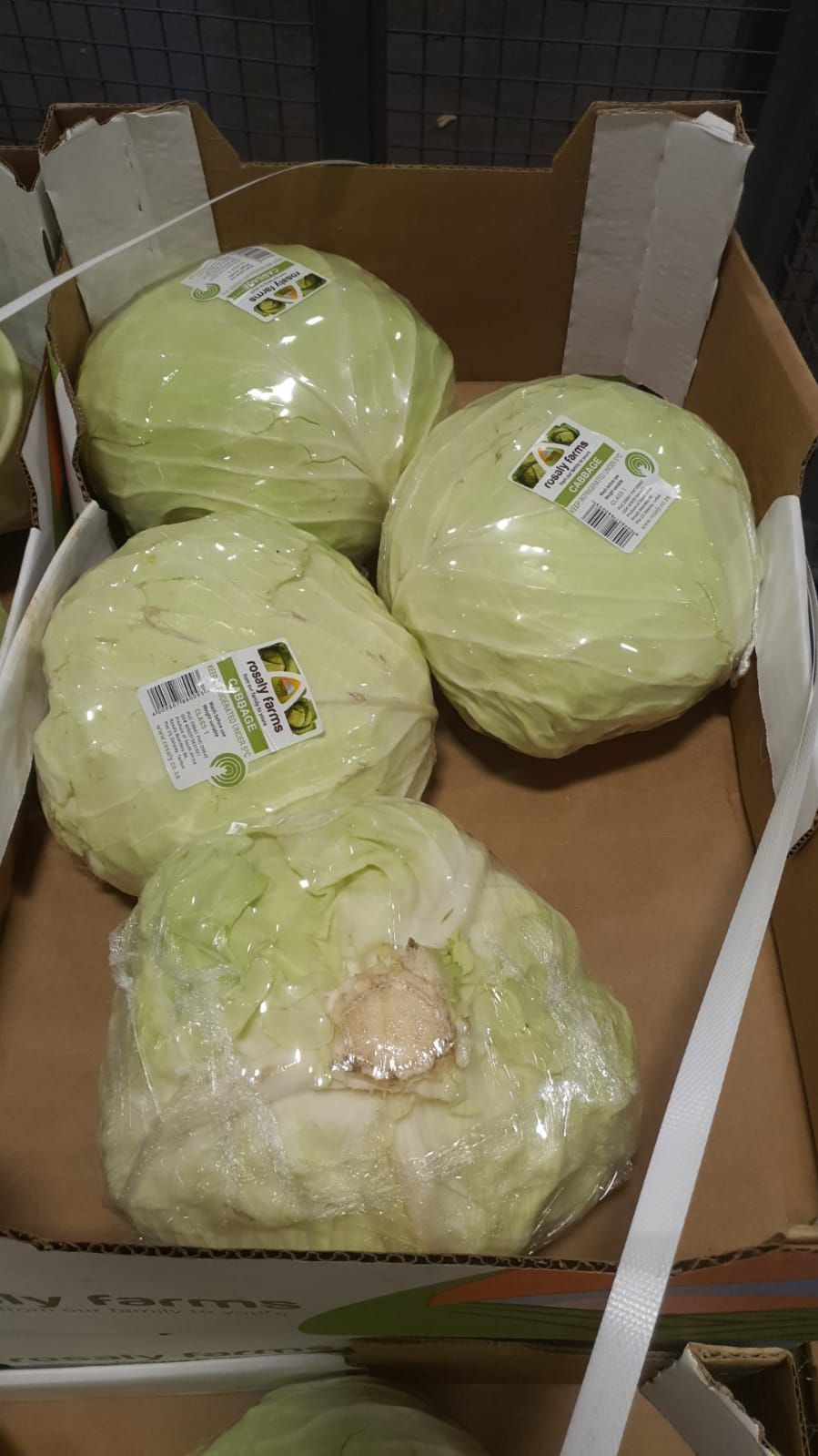 Cabbage 