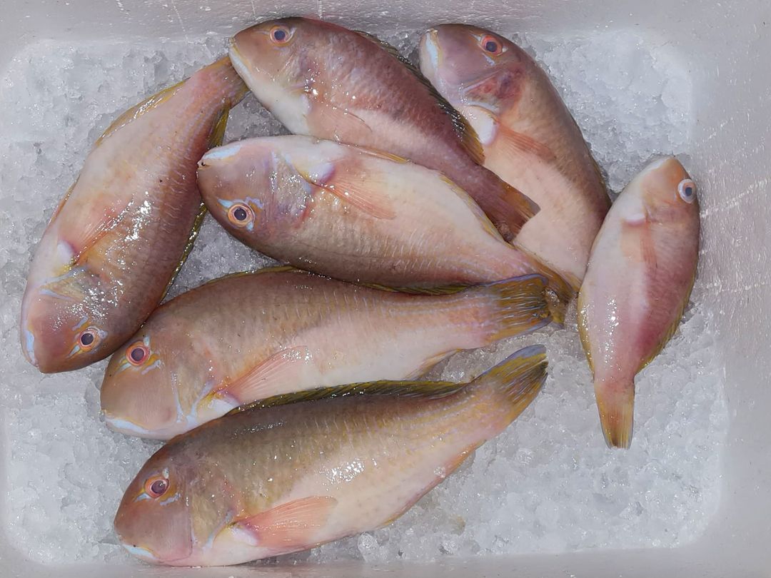 鹦哥鱼 Parrotfish