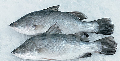 Ikan