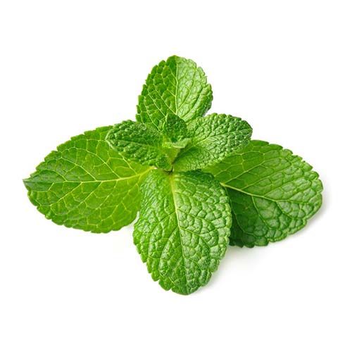 Mint Leaves - 薄荷叶