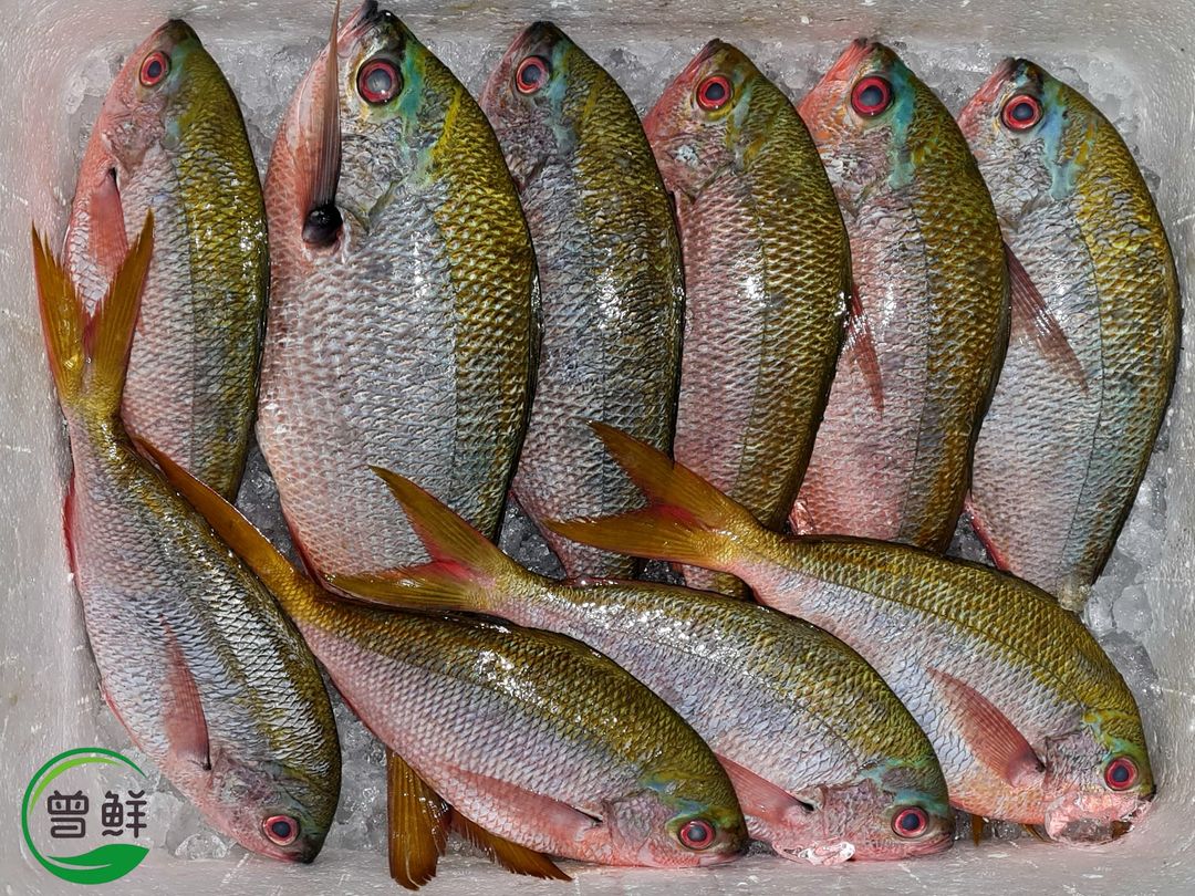 黄尾鱼 Yellowtail Fish