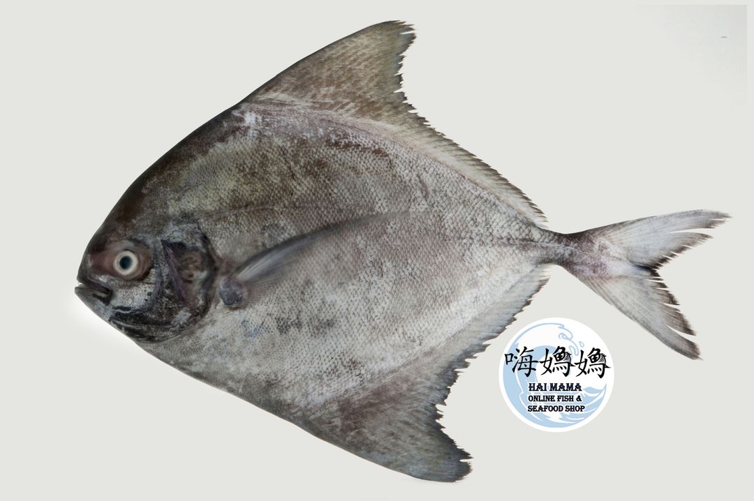 Black Pomfret/  黑昌