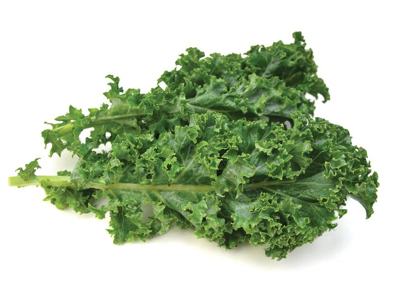 Kale 羽衣甘蓝