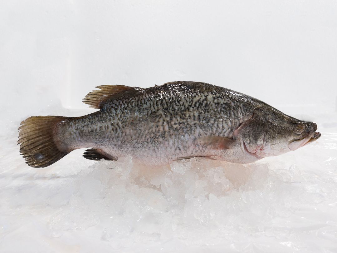 WF01 Seabass 鲈鱼