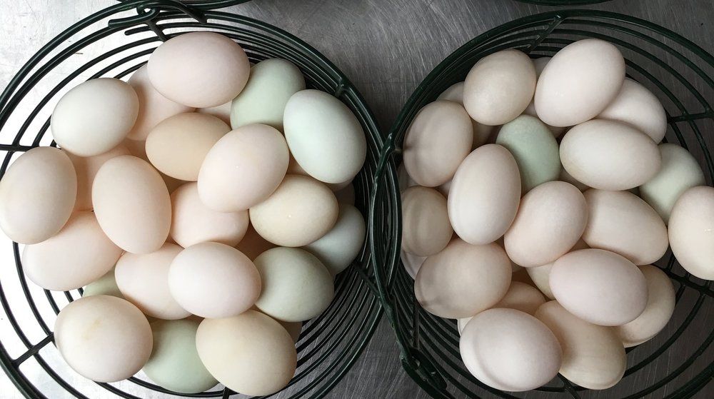 DUCK EGG / TELUR ITIK 鸭蛋 