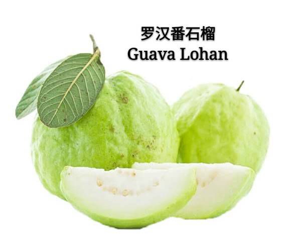 罗汉番石榴 Lohan Guava (500gram-550gram)