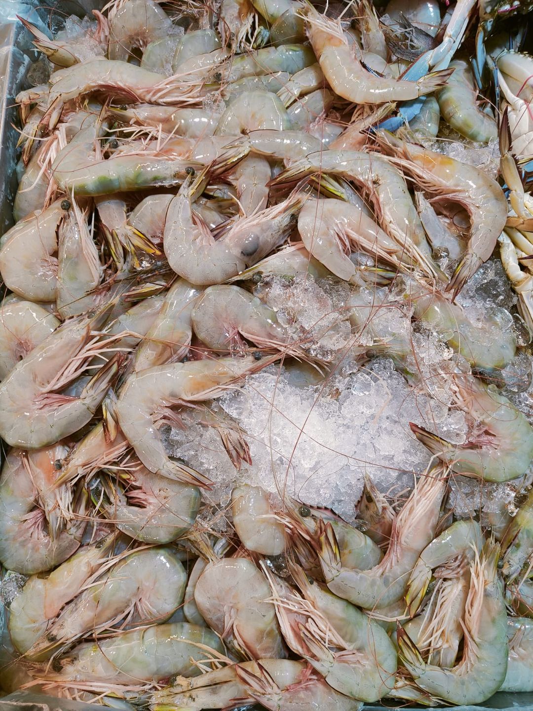 MSIA ANGKA PRAWN