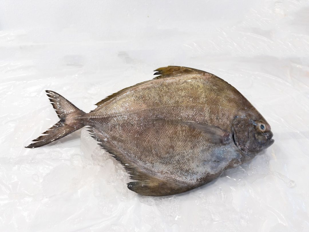WF07 Black Pomfret 黑鲳
