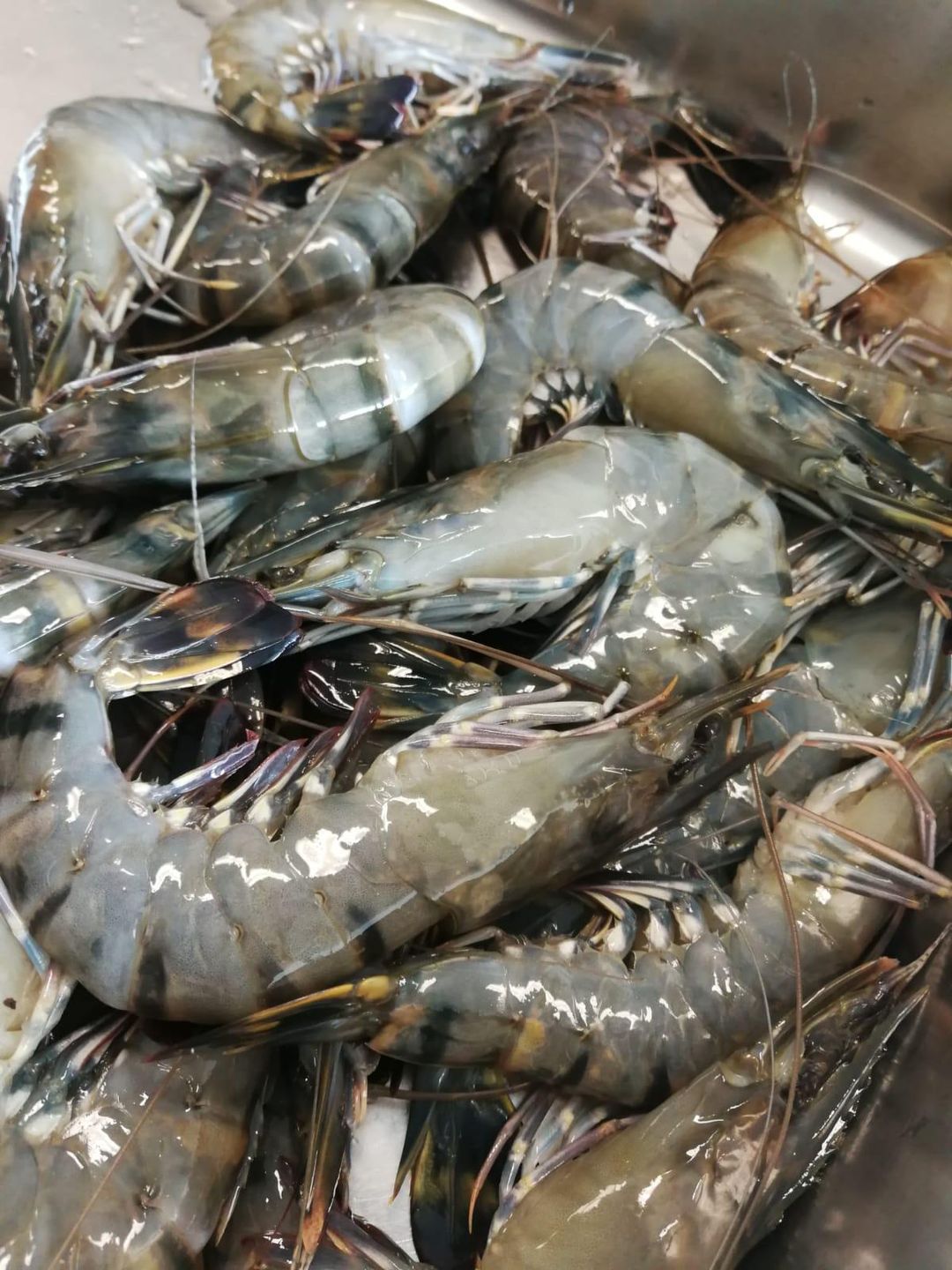 1kg Tiger Prawn 老虎虾