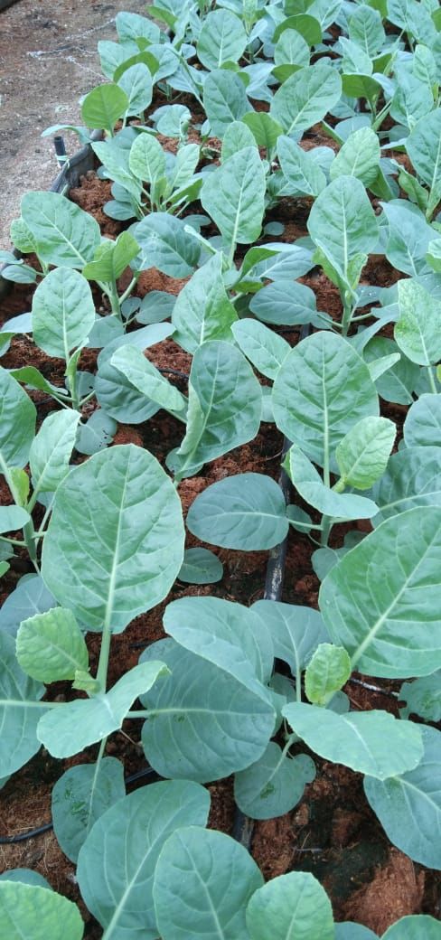 温室无农药日本芥兰