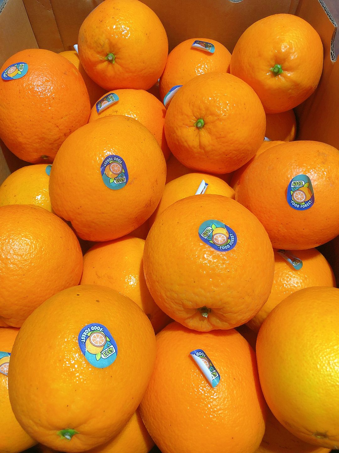 China Navel Orange