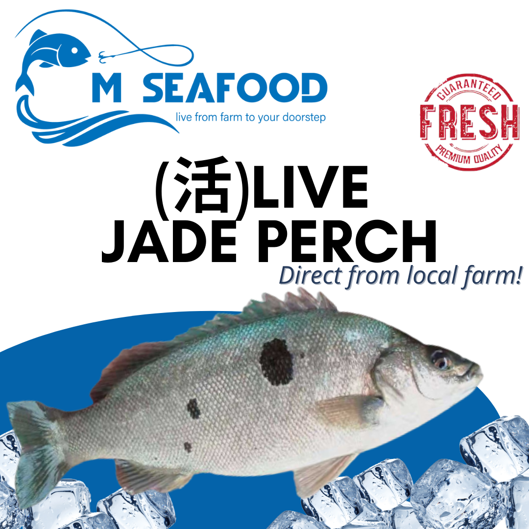 Live Australia Jade Perch (宝石鱼)