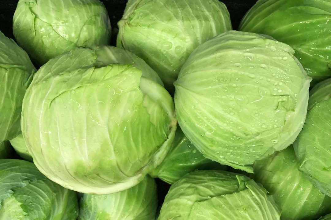 Ball Cabbage 