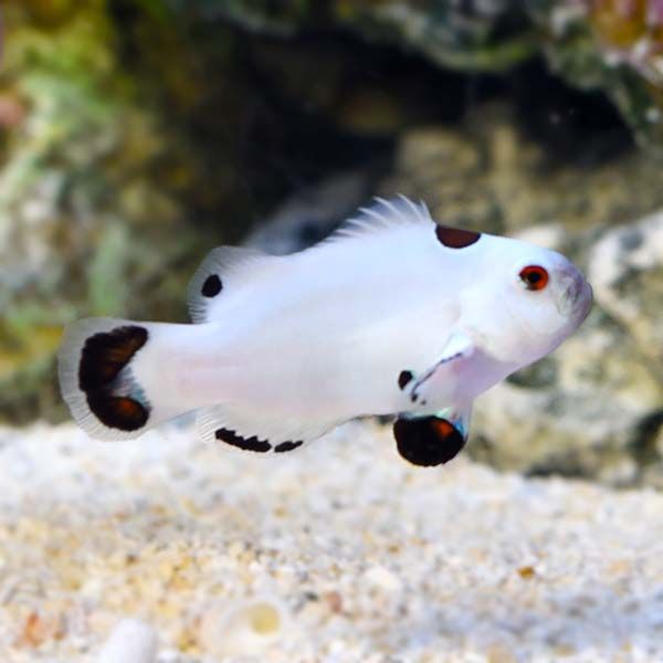 Platinum Storm Clownfish