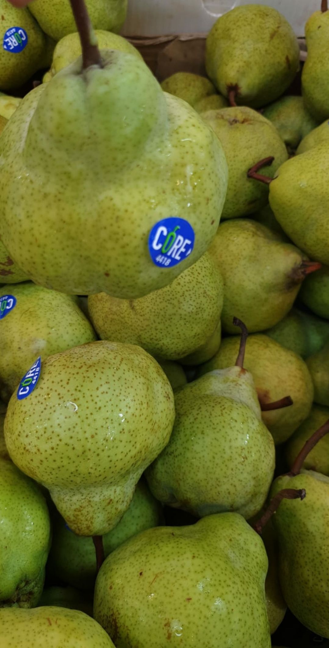 🍐Aust Peckham Green Pear 2pcs/set