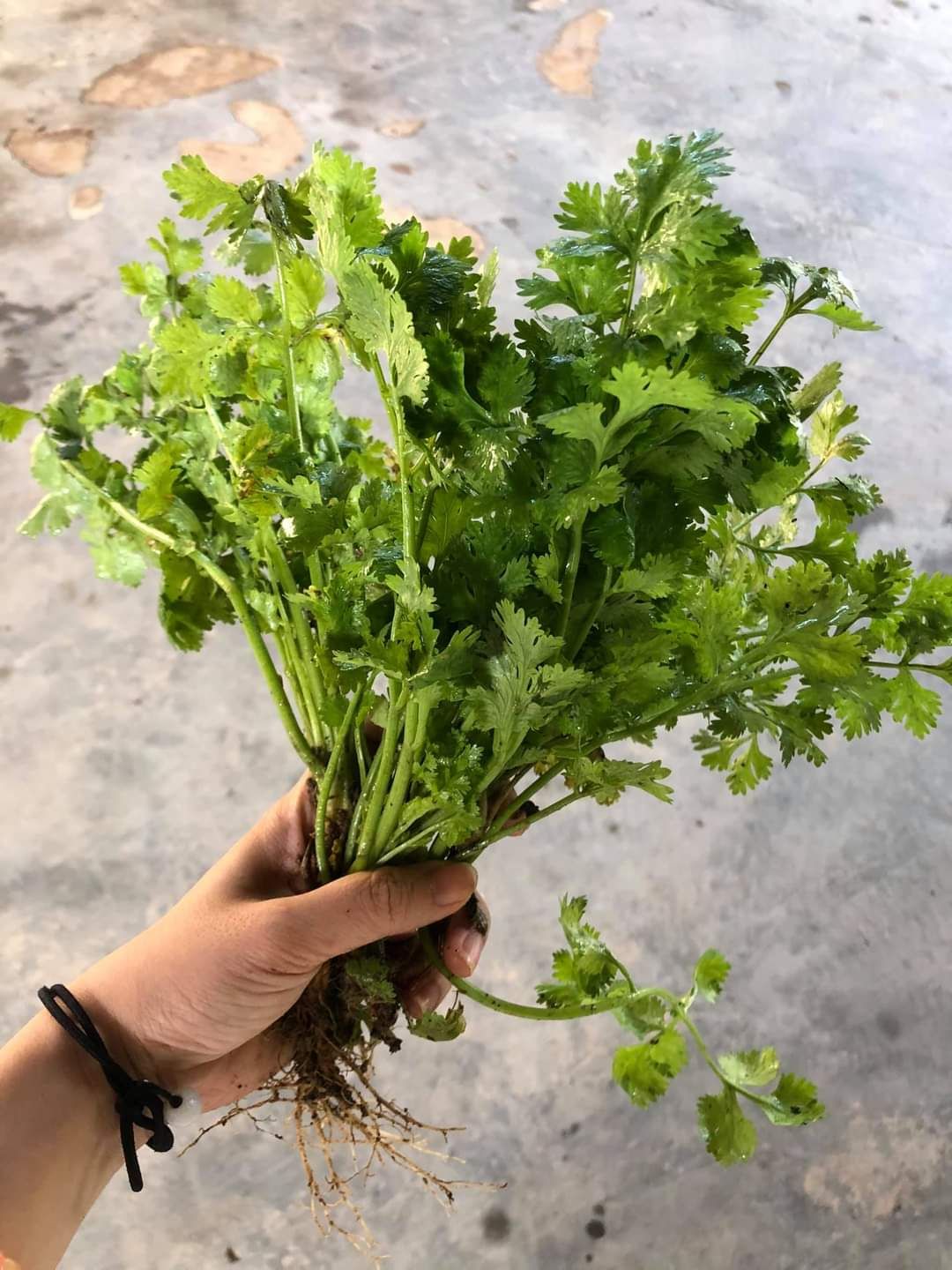 CORIANDER / KETUMBAR 香菜 