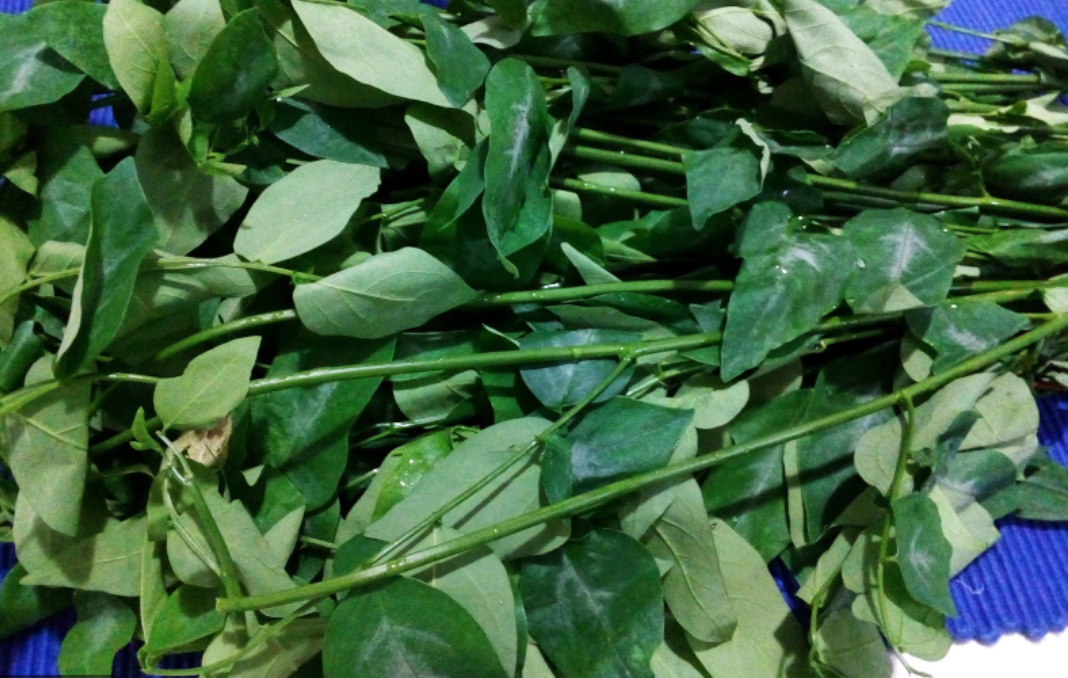 DAUN PUCUK MANIS (THAUSENGE MURUNGE KIREI)