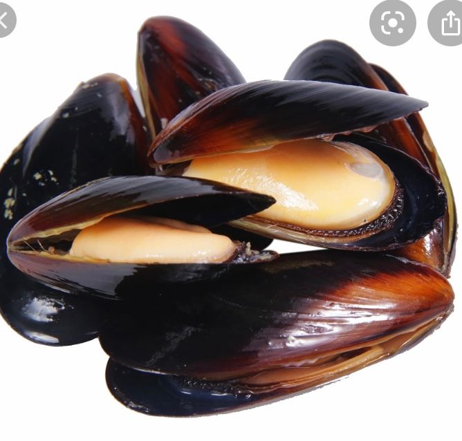 Mussel 10-12pc