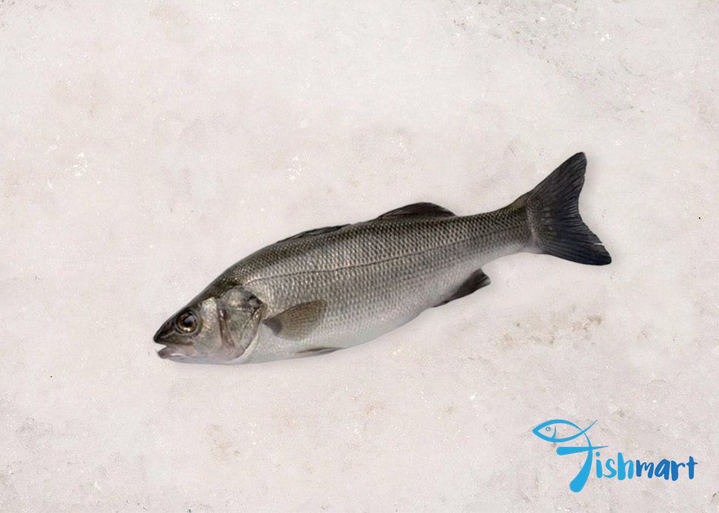 Farmed Seabass Barramundi 