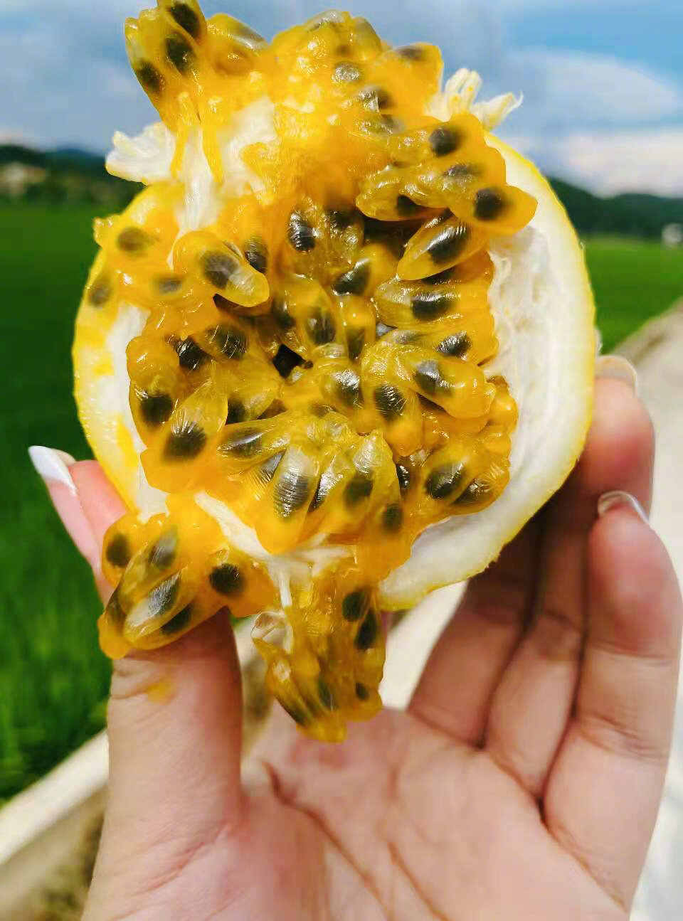 PANAMA PASSION FRUITS 巴拿马百香果 【1KG】（FREE 1 开果器 ）