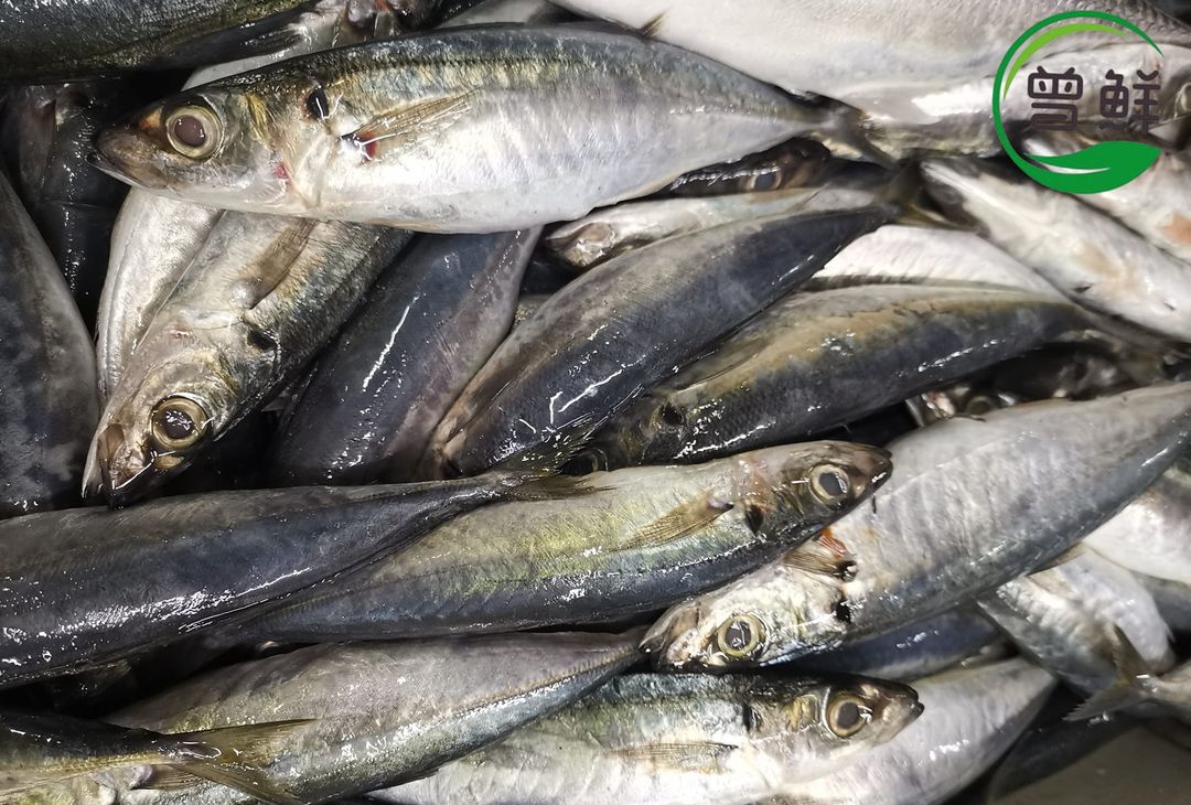 吊景鱼 Round Scad