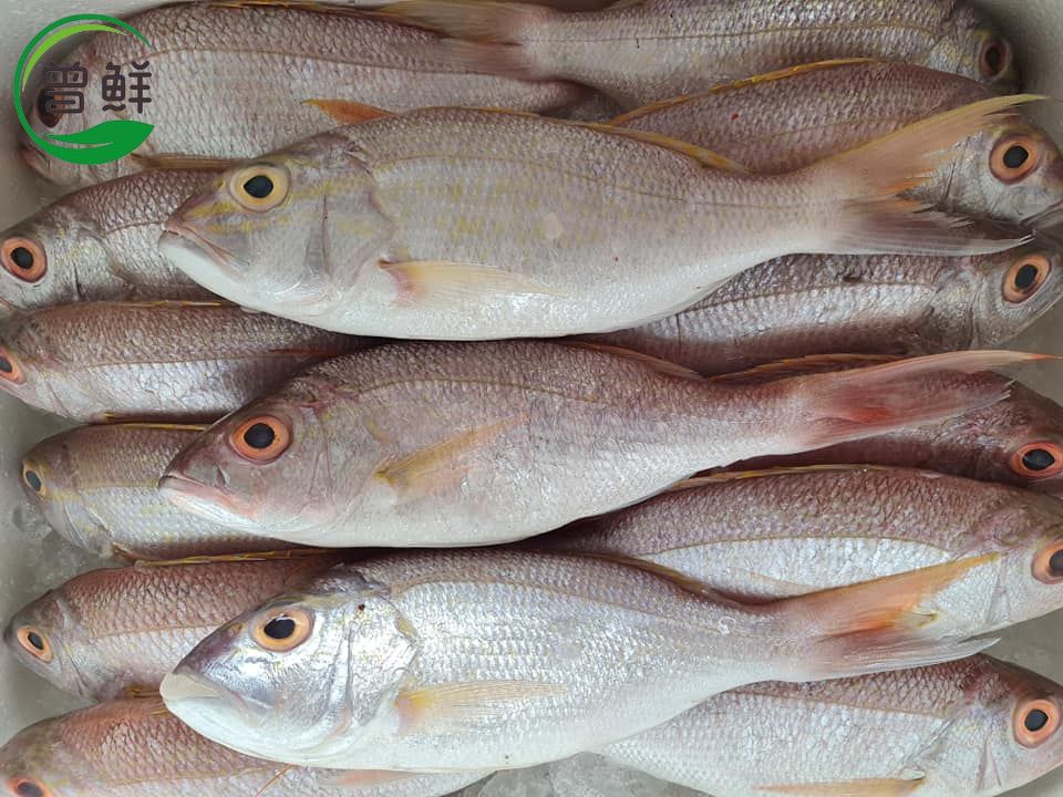 戈里鱼 Ang Gor Li