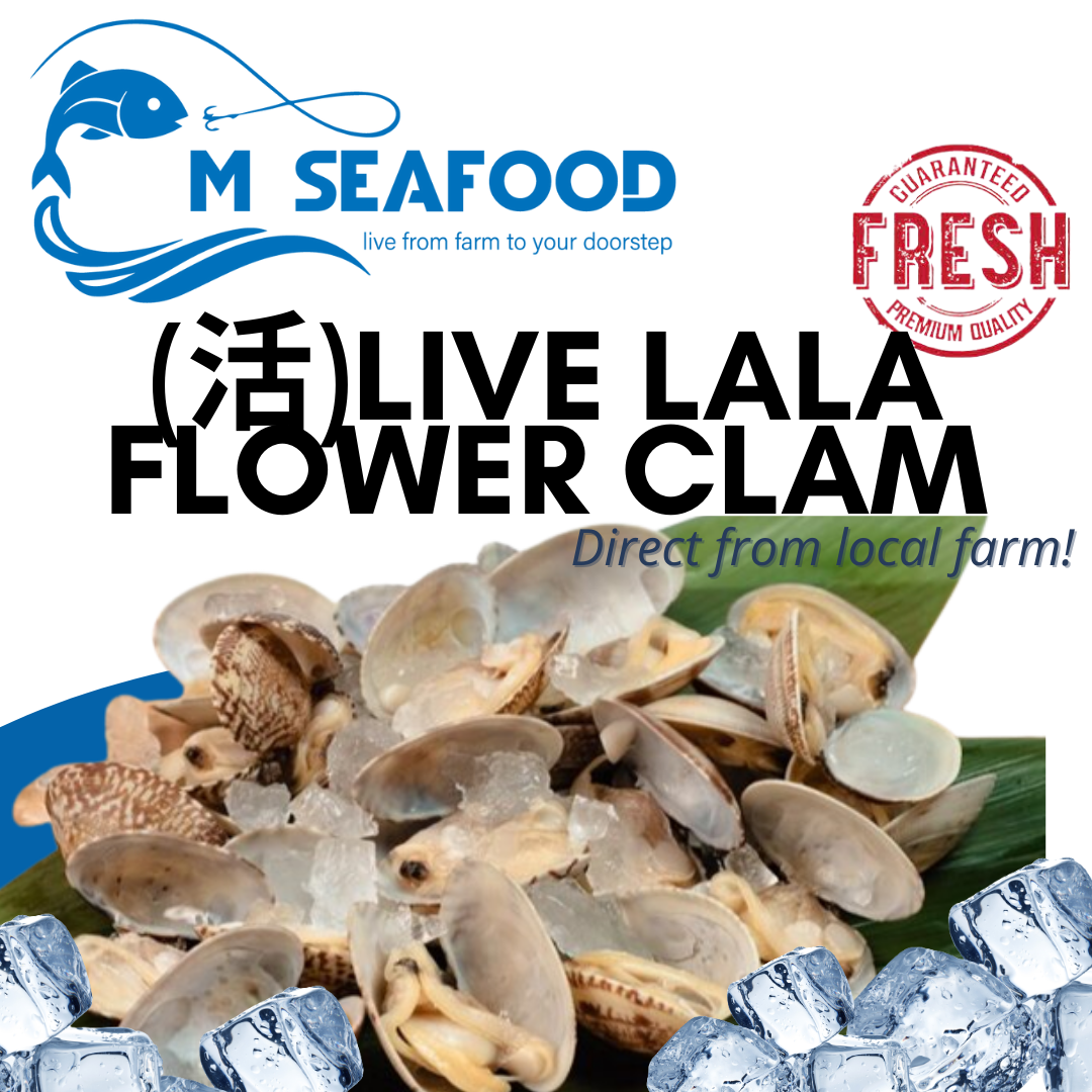 Live Flower Lala (花啦啦) Clams