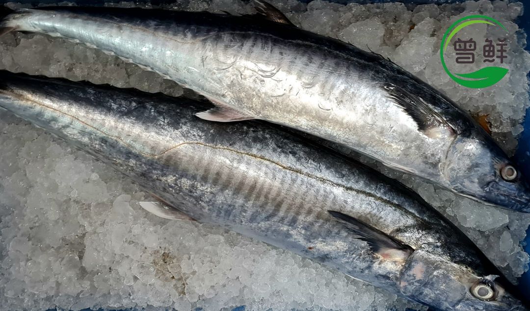 巴当鱼 Batang Spanish Mackerel