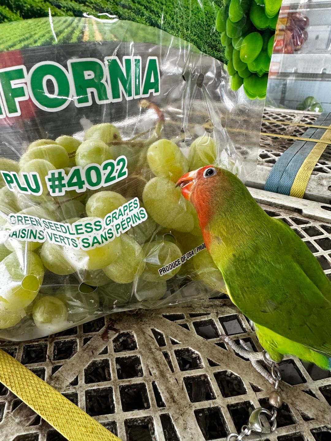 USA Autumn King seedless grapes 1kg O