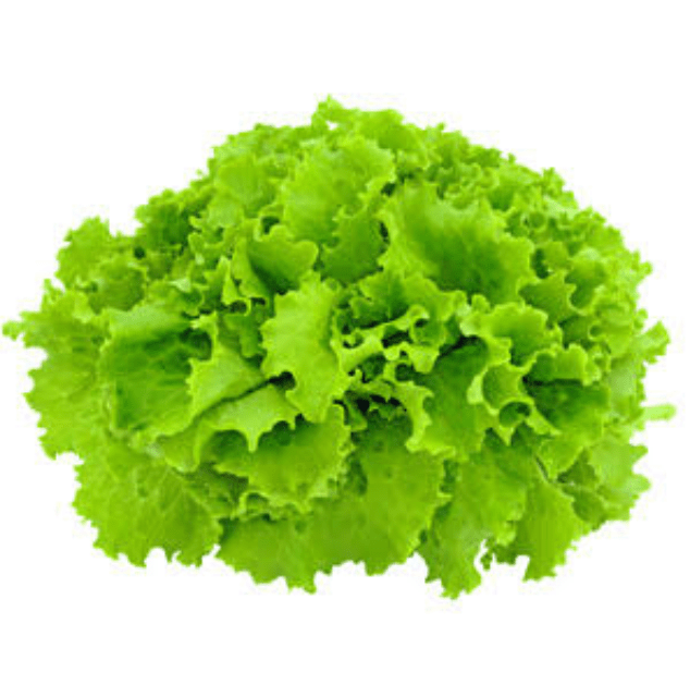 Iceberg Lettuce - 蚝油生菜