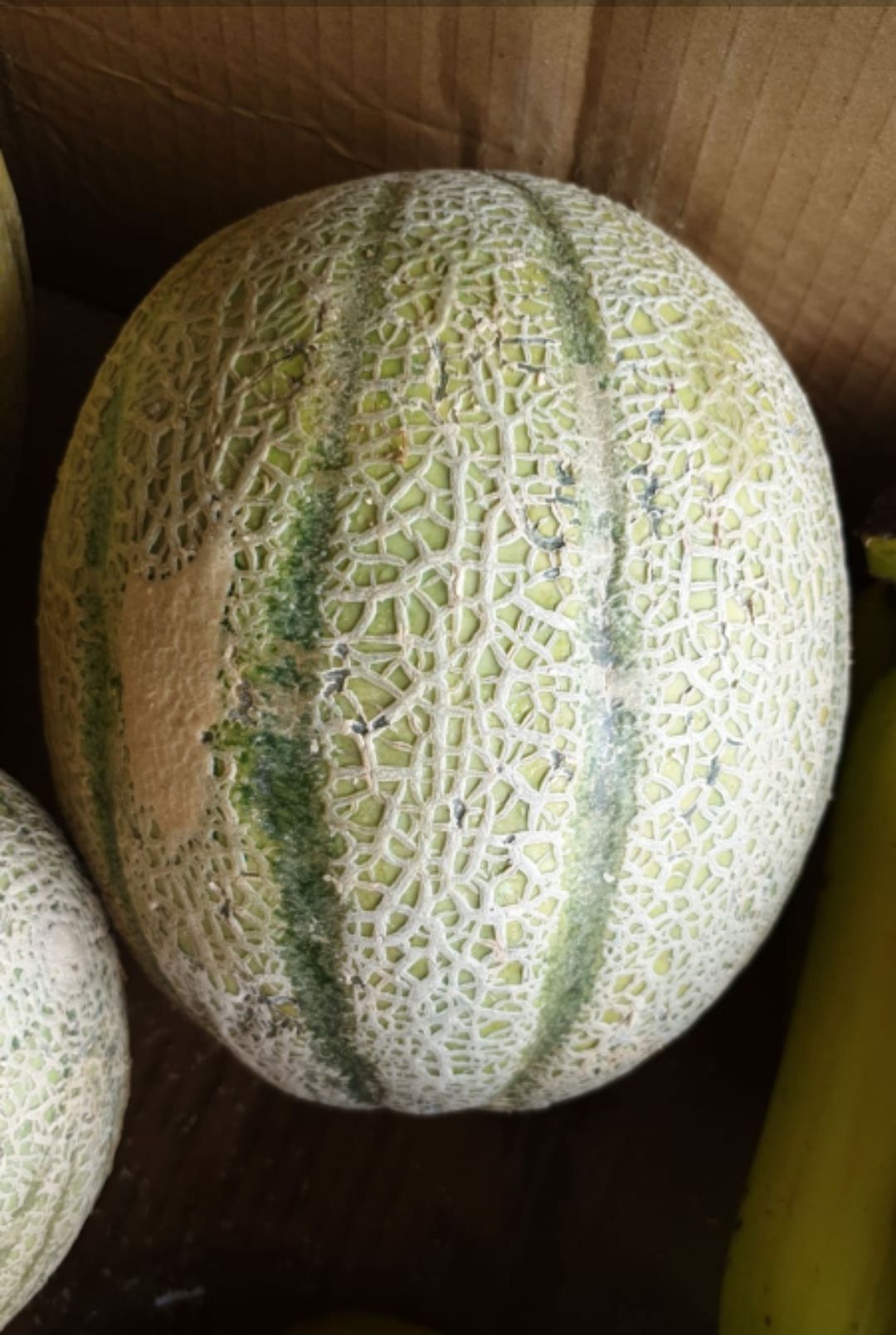 🍈Aust Rock Melon 