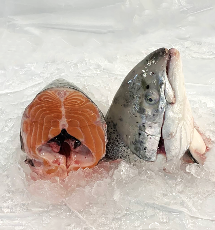 FH03 Salmon Head 三文鱼头