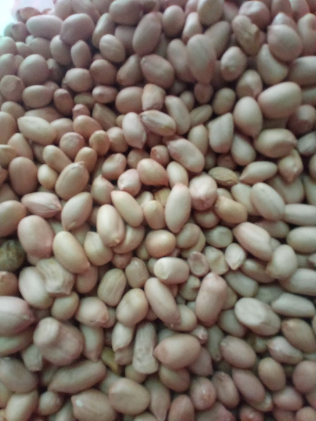 Kacang Tanah