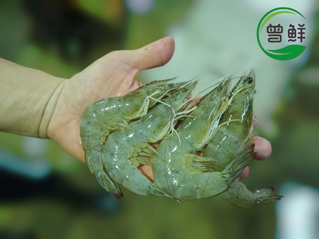 优惠-冰鲜白虾 White Prawn