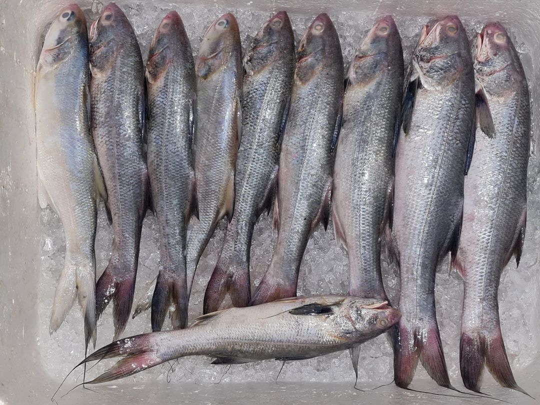 白午鱼-马友鱼 Threadfin