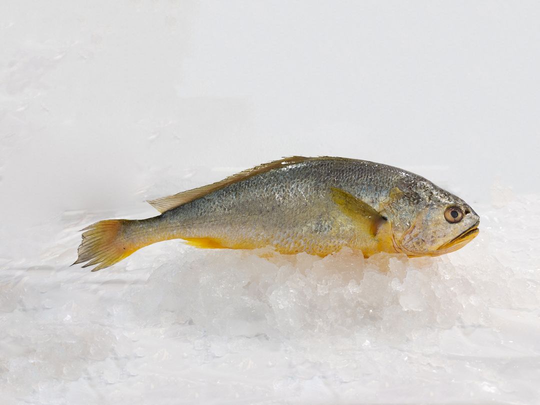 WF06 Yellow Croaker 黄花鱼