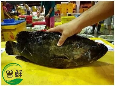  龙虎斑 Sea Dragon Grouper