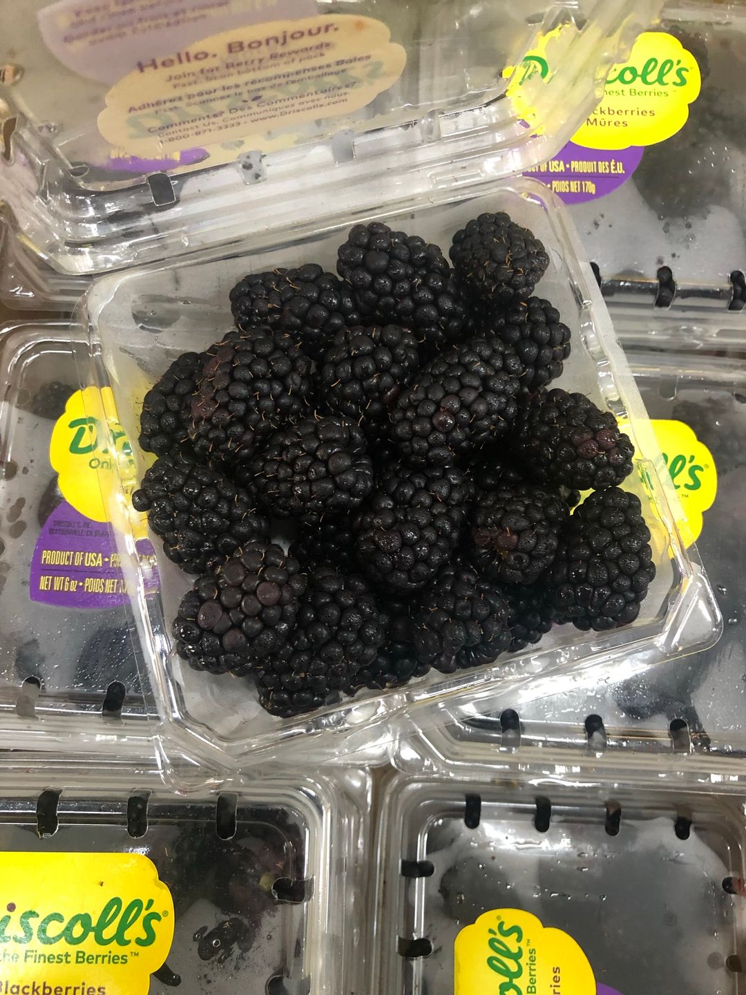 DRISCOLL’S BLACKBERRIES