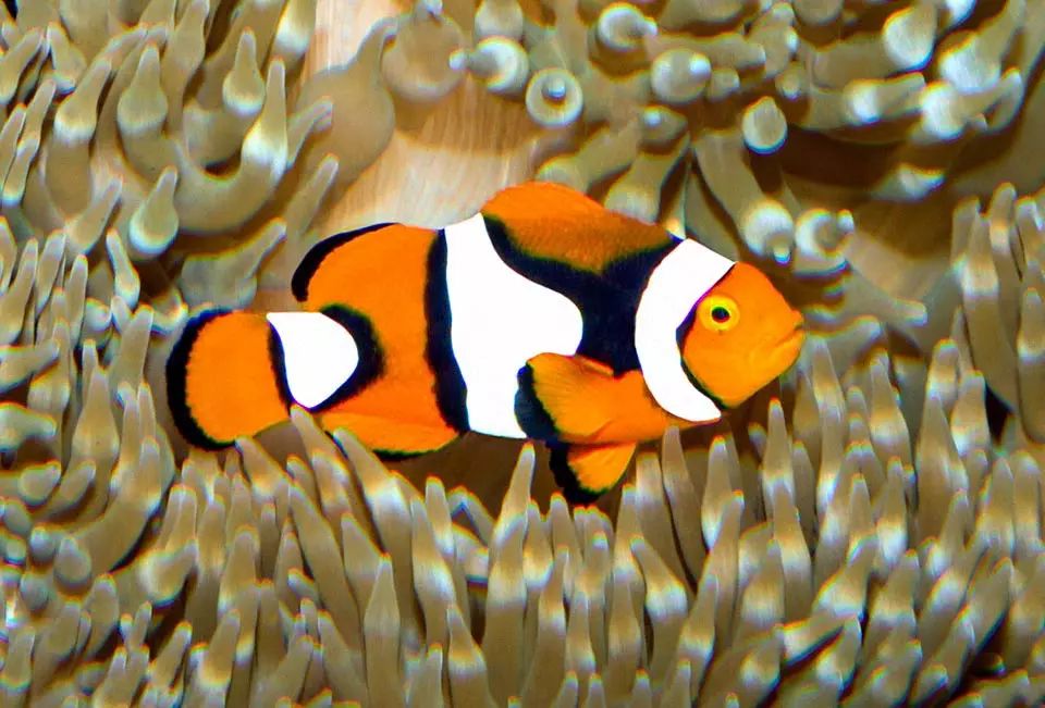 Edge Black Clownfish