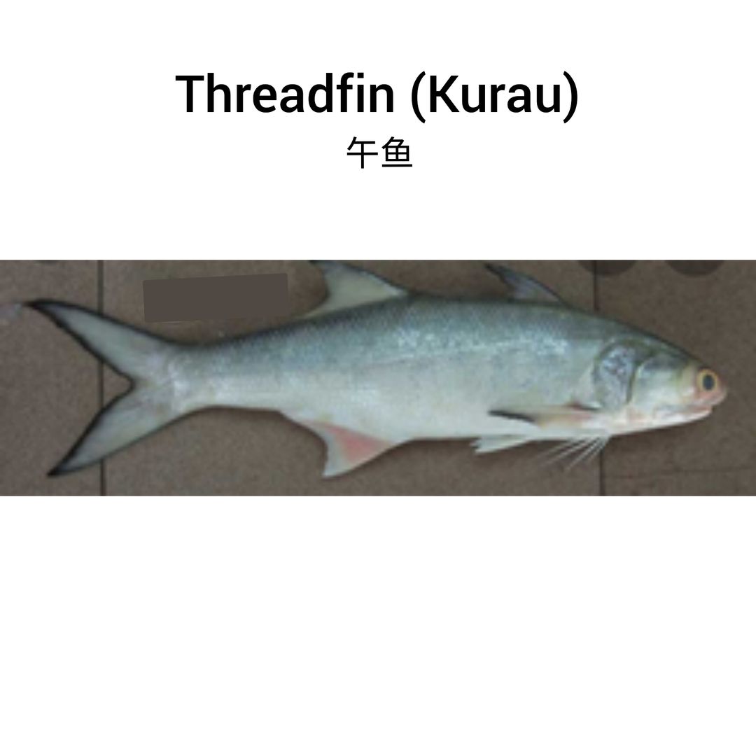 Wild Threadfin (kurau) [whole fish] 午鱼