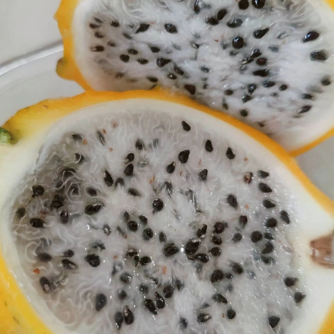 SWEET ALERT! Yellow Dragon Fruit 