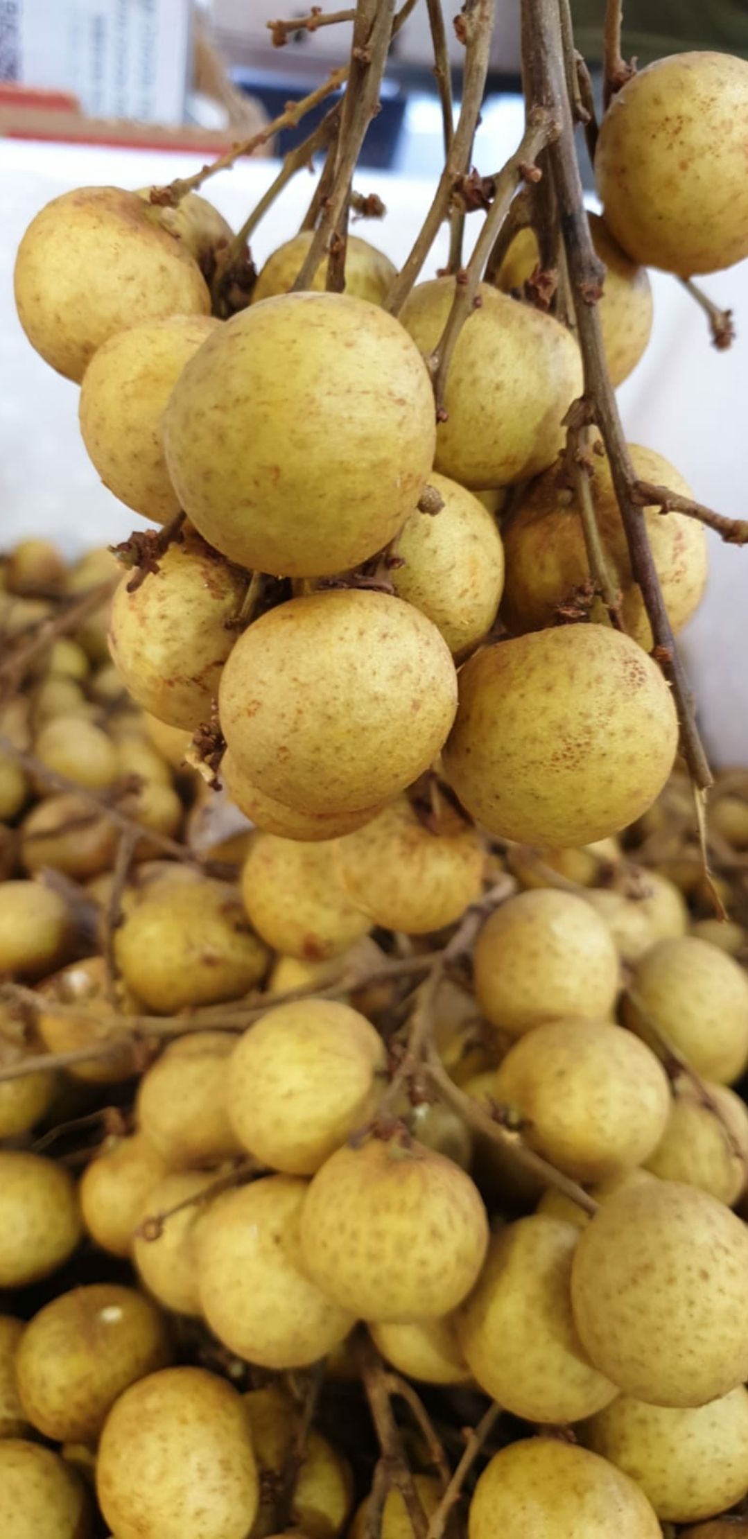 🌞Thai Big Longan 1kg