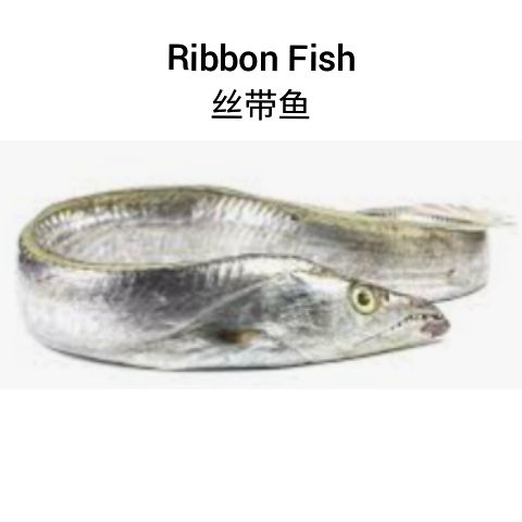 Ribbon Fish 丝带鱼