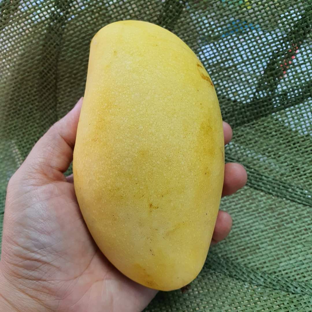 Cambodia Gold Mango (6 per set)