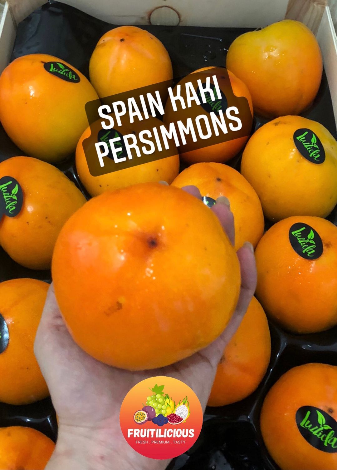 SPAIN KAKI PERSIMMONS (M)