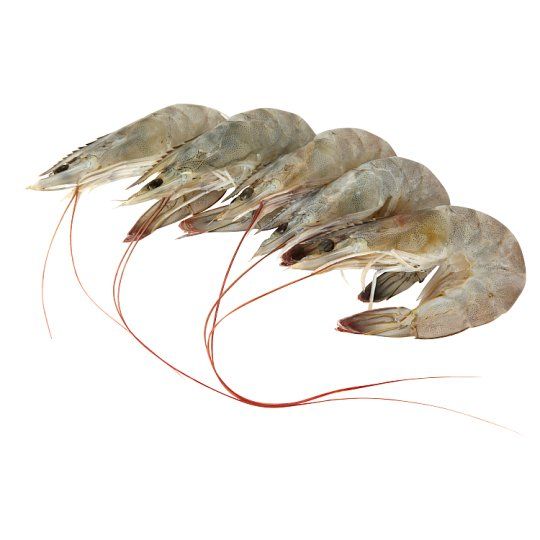 Udang
