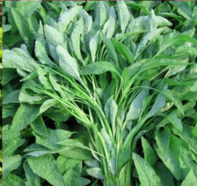 BAYAM 天然苋菜