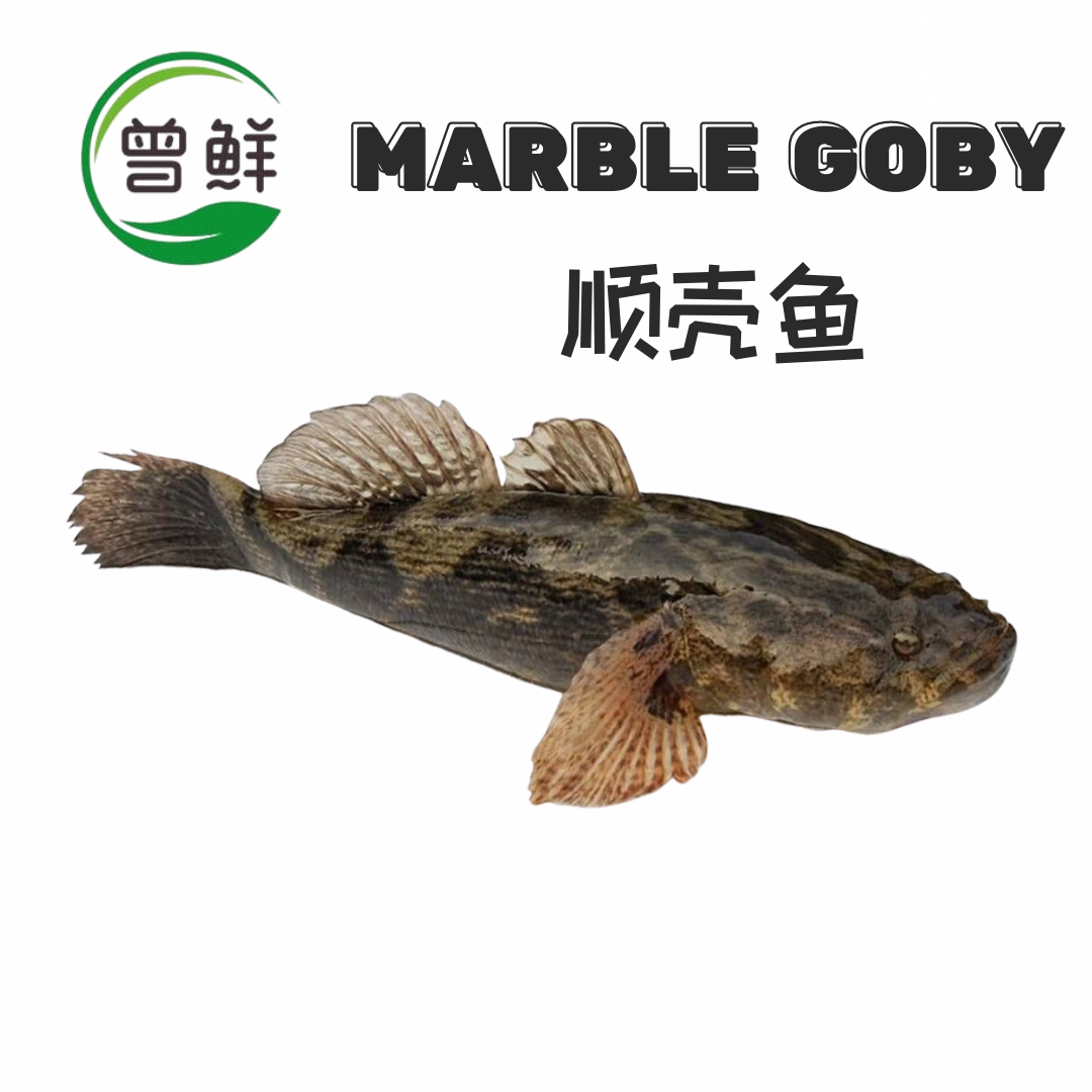 顺壳鱼 Marble goby_0
