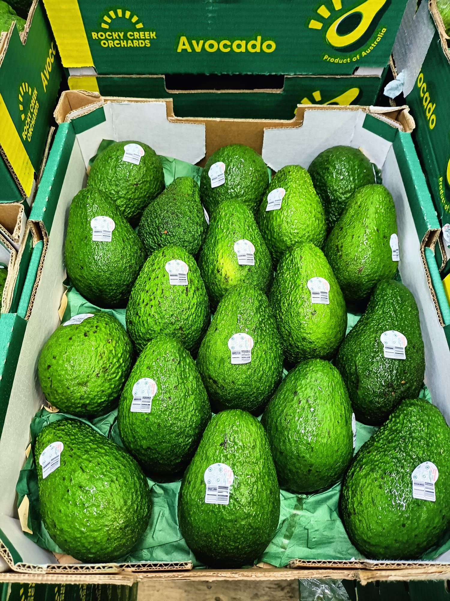 AUS jumbo Hass Avocado_0