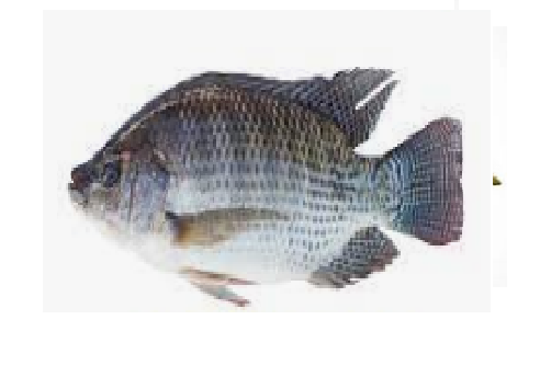 TILAPIA السمك البلطي_0